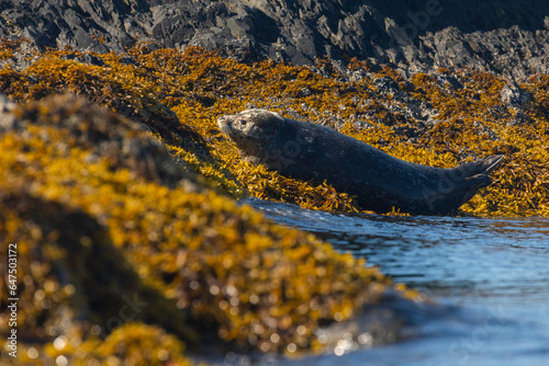 Harbor seal (Phoca vitulina) just above tideline lying down on a bed of yellow, orange seaweed in the sun, on a summer day in Prince William Sound; Alaska, United States of America photo