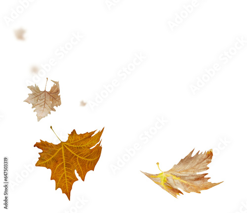 leaves leaf  falling in autumn isolated for background © sea and sun