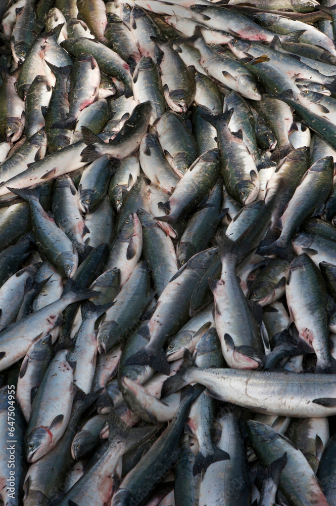 Haul of salmon; Craig, Alaska, United States of America Haul of salmon; Craig, Alaska, United States of America