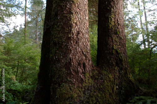 Forest of uncut old growth spruce, hemlock and cedar trees; Sitka, Alaska, United States of America photo
