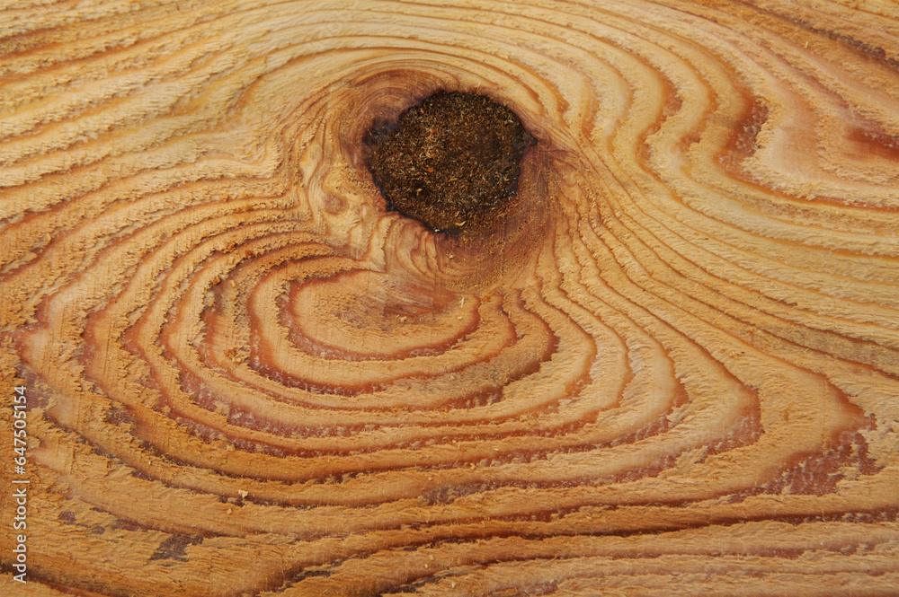 Wood grain and knotholes in red cedar; Thorne Bay, Alaska, United States of America Wood grain and knotholes in red cedar; Thorne Bay, Alaska, United States of America
