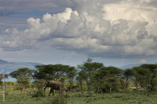 Elephant walking through the savannah; Serenera, Tanzania photo