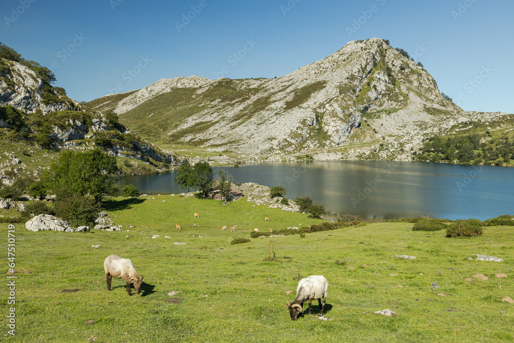 A landscape image of a flock of wild sheep in the mountains of Spain. Lagos de Covadonga with animals. Wild animals of Asturias Espana.
