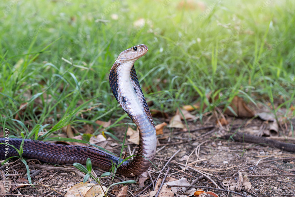 Venomous snake dangerous. Brown Banded Cobra (Naja fuxi) on the ground with grass in nature mountain forest of Thailand. Venomous snake dangerous. Brown Banded Cobra (Naja fuxi) on the ground with grass in nature mountain forest of Thailand.