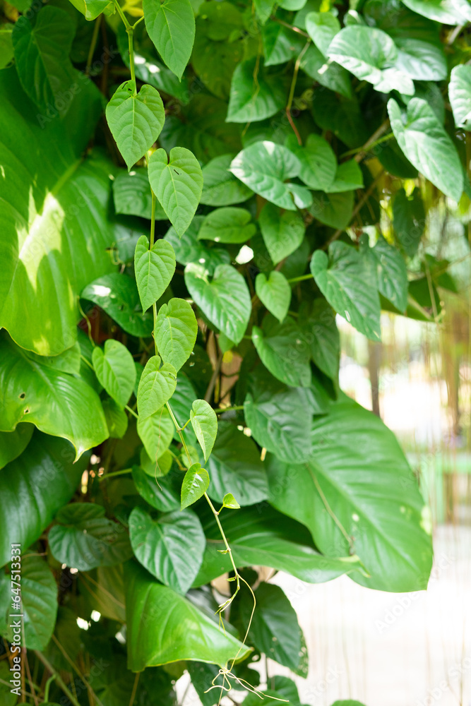 Obraz premium Hanging plants with the shape of heart leaves element