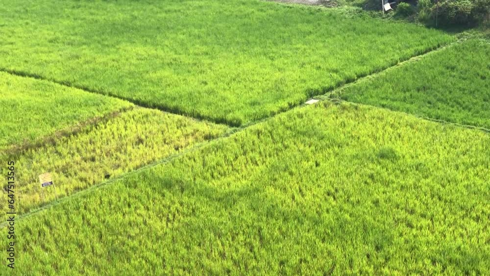 The wind makes the green rice fields sway The wind makes the green rice fields sway