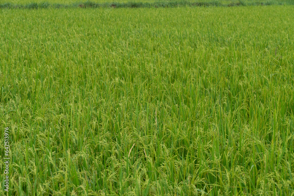 Harvest season rice plant with ripening rice branch on top in the field. Concept of food crops and agriculture. Harvest season rice plant with ripening rice branch on top in the field. Concept of food crops and agriculture.