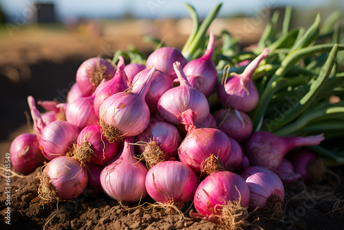 onions on farm. This image can be used for cooking, healthy eating, or gardening themes