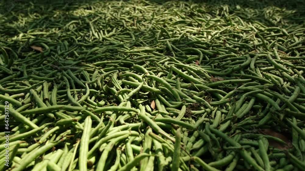 Moving camera away from layer of dumped or refused green beans drying or molding and rotting on the ground in the sun. Some green beans will be cooked as feed for animal and leftovers will be composte Moving camera away from layer of dumped or refused green beans drying or molding and rotting on the ground in the sun. Some green beans will be cooked as feed for animal and leftovers will be composte