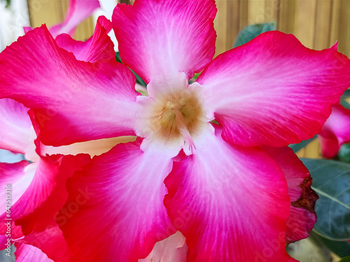 Red Adenium obesum growing in the garden