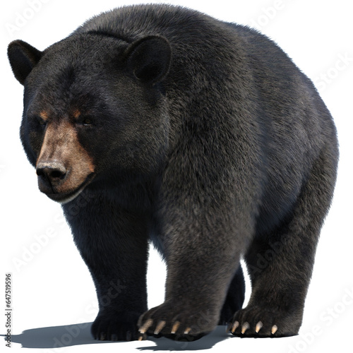 Black Bear Furry 3D Animal