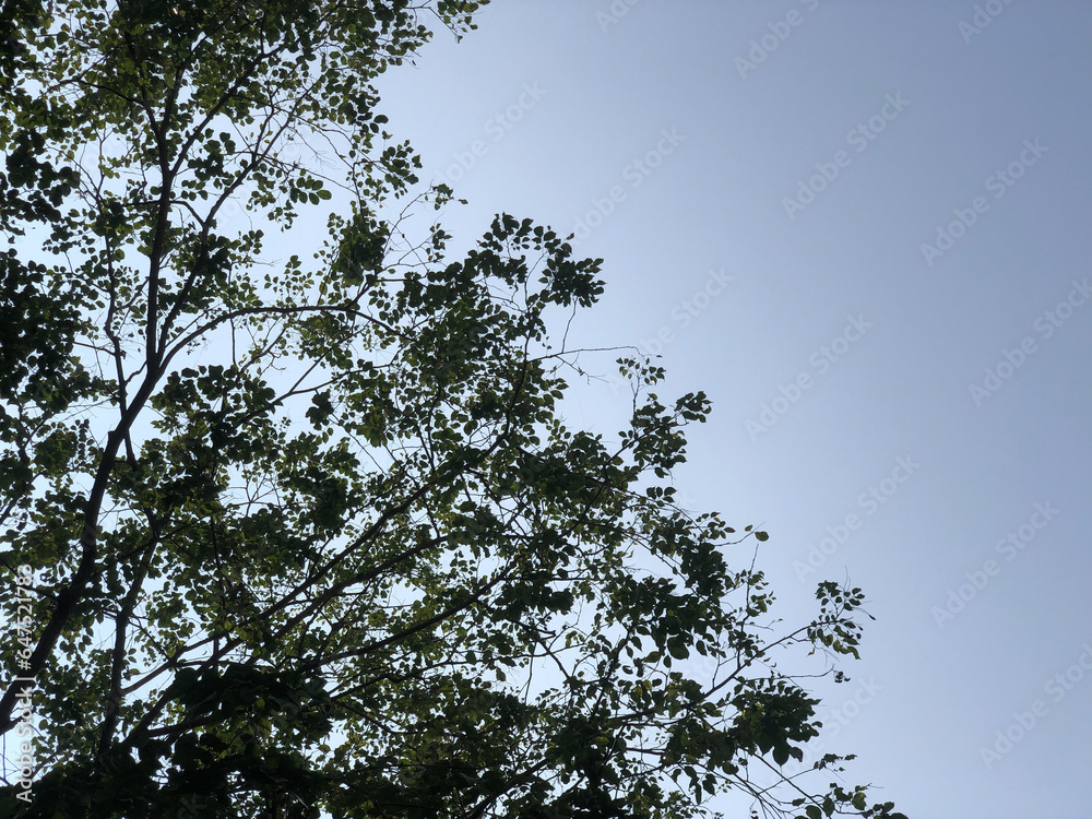 Trees, Leaves and Blue sky in the morning Trees, Leaves and Blue sky in the morning