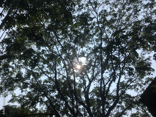 Trees, Leaves and Blue sky in the morning