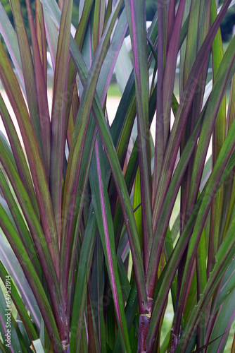 A close-up of giant Napier King grass, a perennial tropical grass native to African grasslands. It's also known as elephant grass or Uganda grass and is often used as animal feed