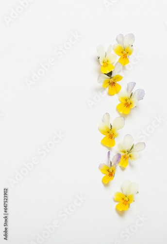 viola flowers on white background © Maya Kruchancova