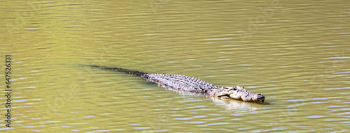 Crocodile in Kakadu National Park