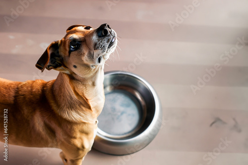 A Dog with his eyes up, waiting for his food next to his empty plate.