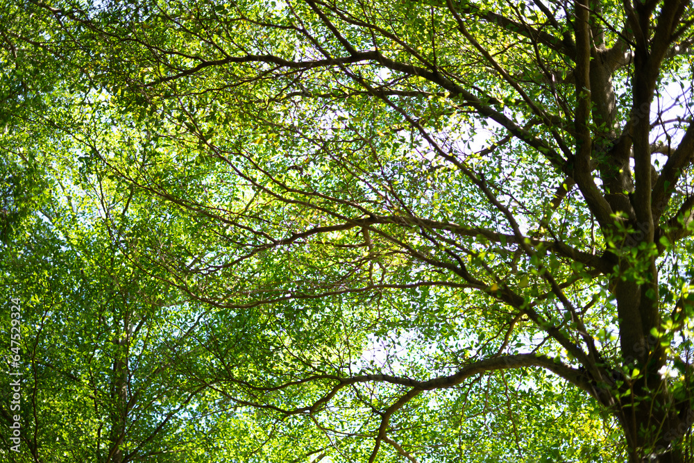 Tropical green leaf and branch background Tropical green leaf and branch background