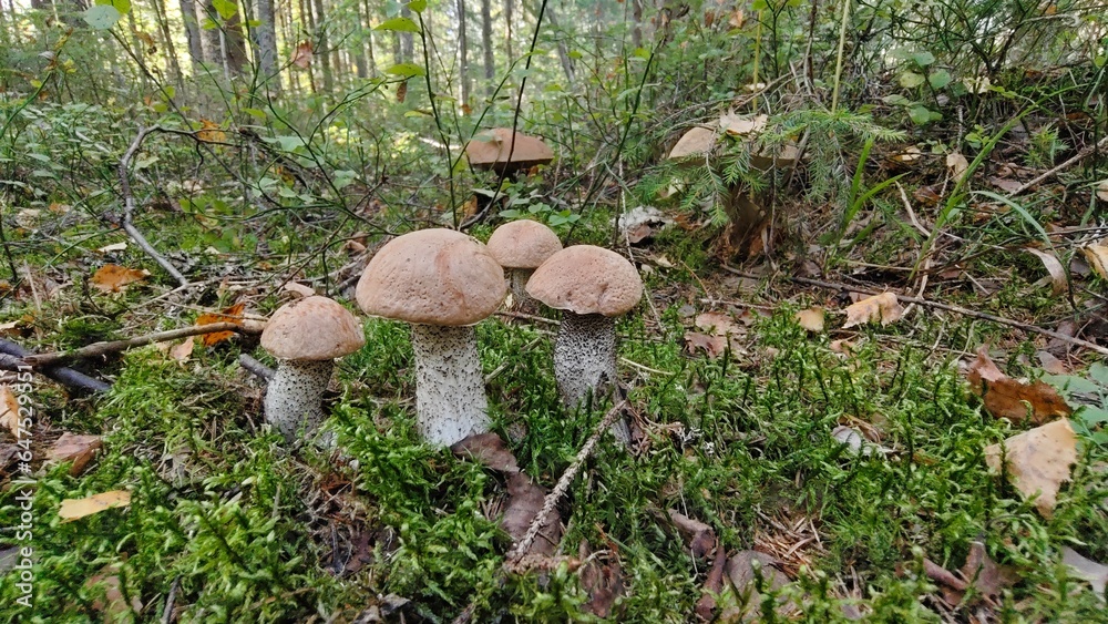 Orange cap boletus family in the Autumn forest Orange cap boletus family in the Autumn forest