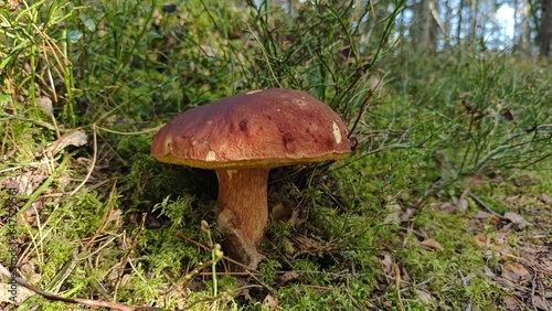 Boletus badius mushroom in the Autmn forest