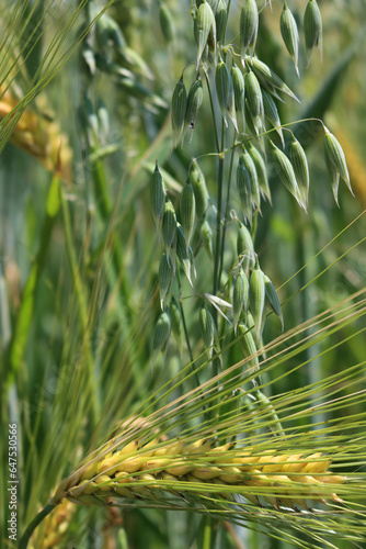 Close-up of green Oat and golden wheat field on early summer. Avena sativa and Triticum cultivation