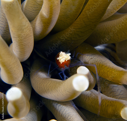 A Mushroom coral Shrimp sheltered in the tentacles of the anemone Dauin Philippines photo