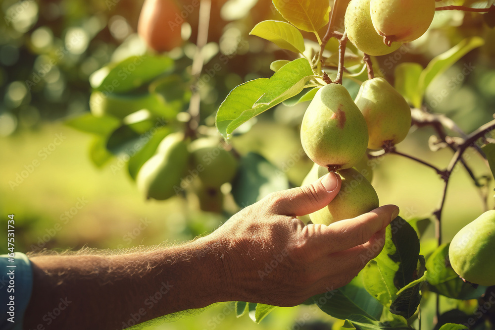 Farmer with fresh pears. Created using generative AI tools. Farmer with fresh pears. Created using generative AI tools.