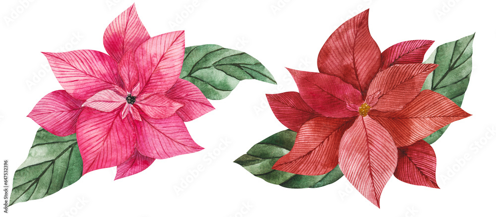 Obraz premium Watercolor illustration of poinsettia flowers in red and pink with green vibrant leaves. Isolated clipart for Christmas design, prints, stickers, packaging, textiles. Festive flower for compositions.
