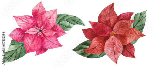 Watercolor illustration of poinsettia flowers in red and pink with green vibrant leaves. Isolated clipart for Christmas design  prints  stickers  packaging  textiles. Festive flower for compositions.