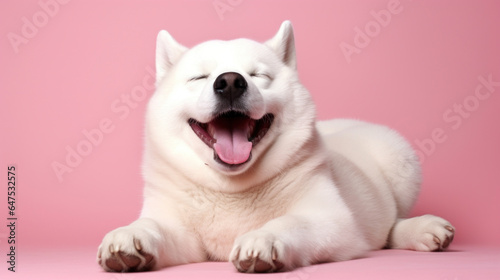 Fat laughing white dog on pink background