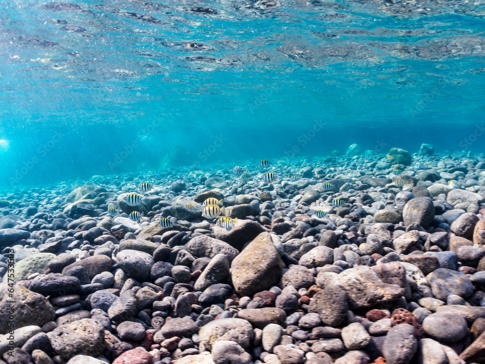 Fototapeta premium 美しい波打ち際のシマハギ（ニザダイ科）他の幼魚の群れ。日本国静岡県伊豆半島賀茂郡南伊豆町中木から渡し船で渡るヒリゾ浜にて。 2023年9月2日水中撮影。 