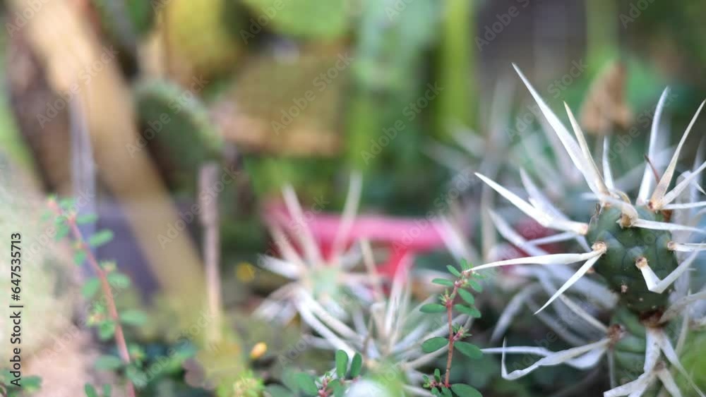 many cactus plants and succulent in garden close up spikes 4k. natural authentic environmental, green plants in pot, different species