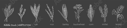 Cereal doodles, millet sketch, agriculture, wheat, barley, rice, corn, buckwheat, millet, lentils. Thin line art about cereal plants.