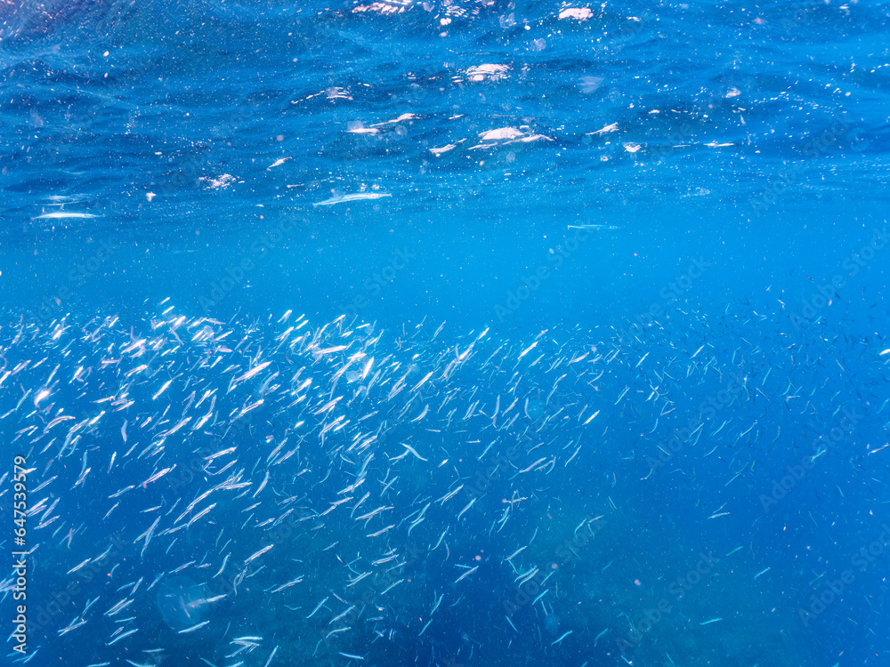 美しい青い海とキビナゴの群れ。

日本国静岡県伊豆半島賀茂郡南伊豆町中木から渡し船で渡るヒリゾ浜にて。
2023年9月9日水中撮影。
