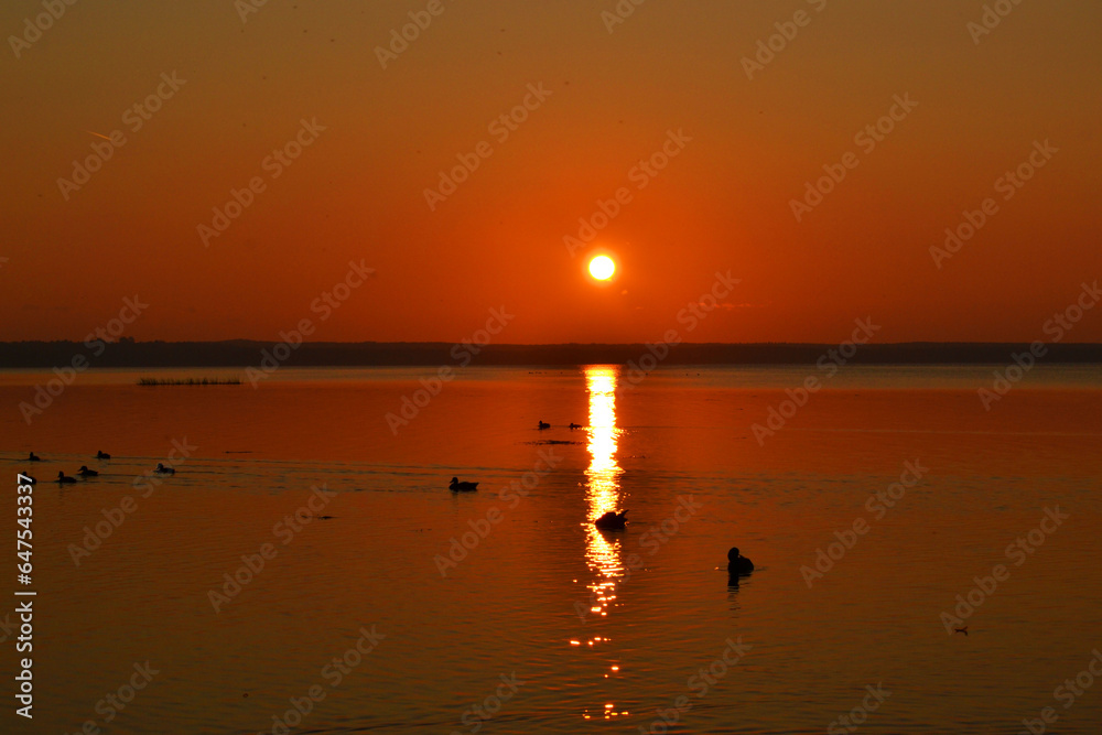 Sunset on the lake. Ducks swim on the lake against the background of sunset.