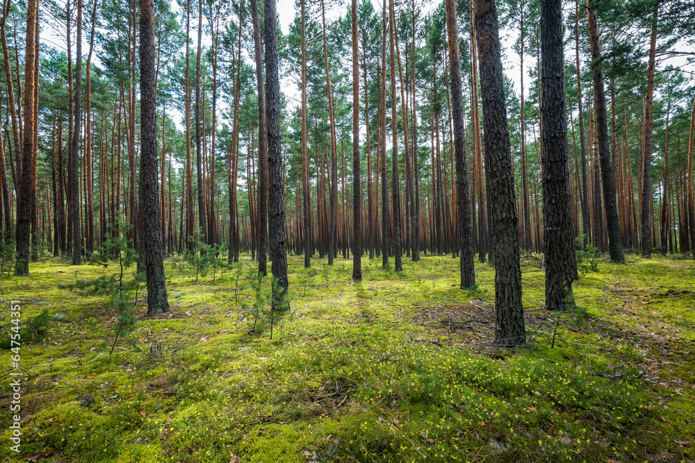 Pine forest illuminated by sunlight. Moss on the ground. Roztocze, Poland Pine forest illuminated by sunlight. Moss on the ground. Roztocze, Poland