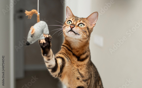 Pets. A beautiful Bengal cat actively plays with a toy gray mouse. Close-up.