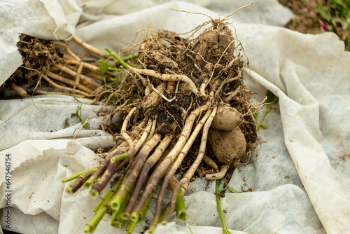 dahlia tubers just lifted for overwintering in garden