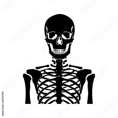 3d rendered illustration of a skeleton