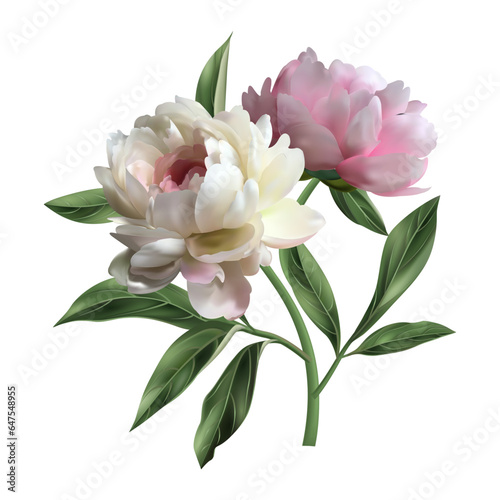 White and pink peony flower isolated on a white background. Bouquet of flowers. Green leaves. Vector realistic floral decor, 3d illustration. Peony blossom.
