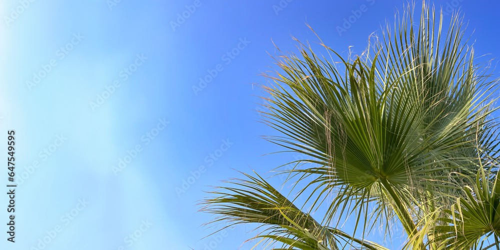 Exotic palm tree and blue sky background with bright sunlight, copy space. Summer vacation and nature travel adventure concept. Exotic palm tree and blue sky background with bright sunlight, copy space. Summer vacation and nature travel adventure concept.