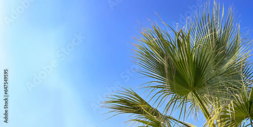 Exotic palm tree and blue sky background with bright sunlight  copy space. Summer vacation and nature travel adventure concept. 