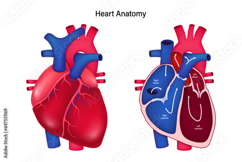 Human heart anatomy and cross section part. Medical education chart. The pathway of blood flow through the heart.