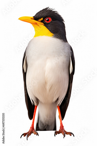 Yellow-billed oxpecker bird on white background