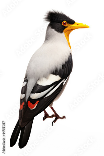 Yellow-billed oxpecker bird on white background © Venka