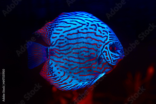 Discus tropical fish in the aquarium . Fish in deep water