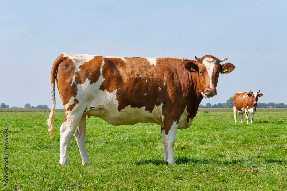 Frisian red and white cows with horns in a sunny meadow in Friesland The Netherlands in summer. Before 1800, the red and white breed was dominant in the Northern Netherlands. Frisian red and white cows with horns in a sunny meadow in Friesland The Netherlands in summer. Before 1800, the red and white breed was dominant in the Northern Netherlands.