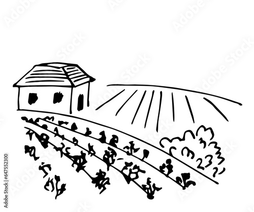 Simple black outline vector drawing. Vineyard, farm fields, rural house. Growing organic products, grape bushes. Sketch in ink.
