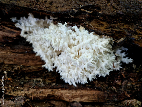 The fruiting bodies of the beech coral can be up to 40 cm. bush-like shape and lots of split small twigs. smooth shank. When young, the mushroom is pure white, gradually turning cream and yellow. photo