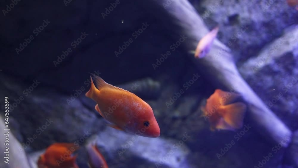 Aquarium has a lot of beautiful tropical fish Aquarium has a lot of beautiful tropical fish